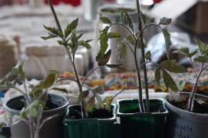 Tomato Plants
